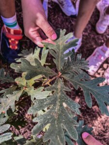 actividades escolares en Madrid