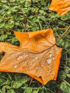 Otoño en el Parque del retiro Con Aula Activa Más Natura