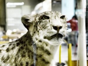 Actividades escolares, visitas a museos en Madrid
