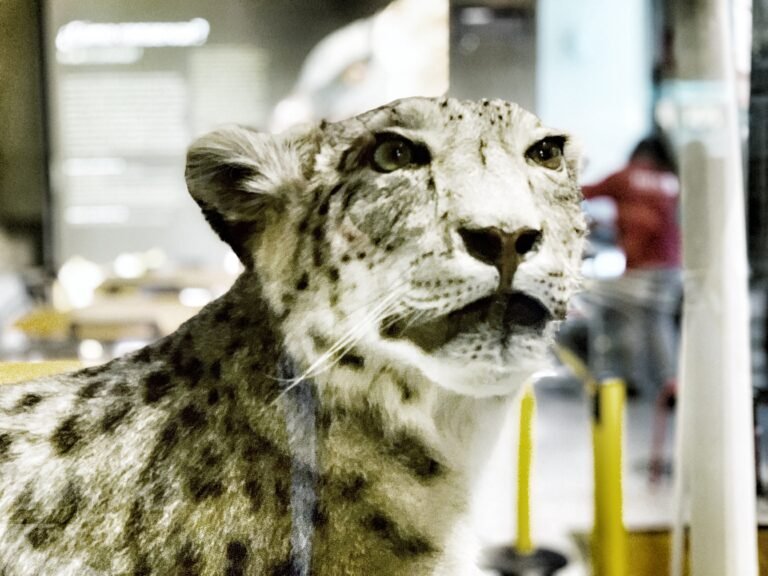 Actividades escolares, visitas a museos en Madrid