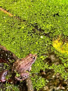 Visita escolar al Real Jardin Botánico