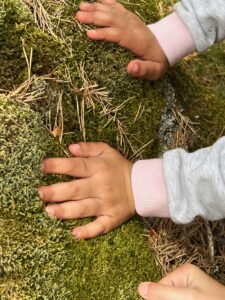 Actividad sensorial en el bosque