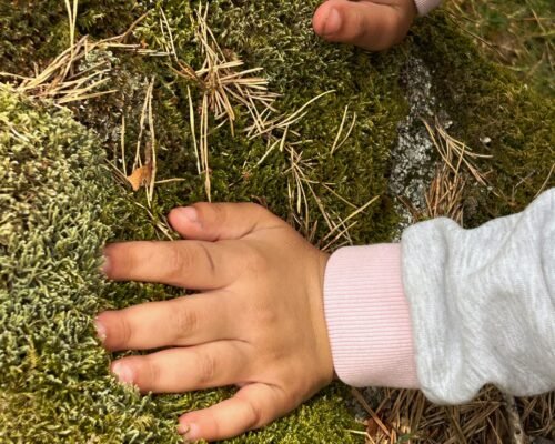 Actividad sensorial en el bosque