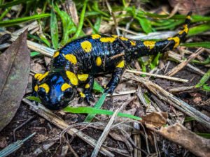 Salamandra en el Bosque de la Herrería con Aula Activa Más NAtura